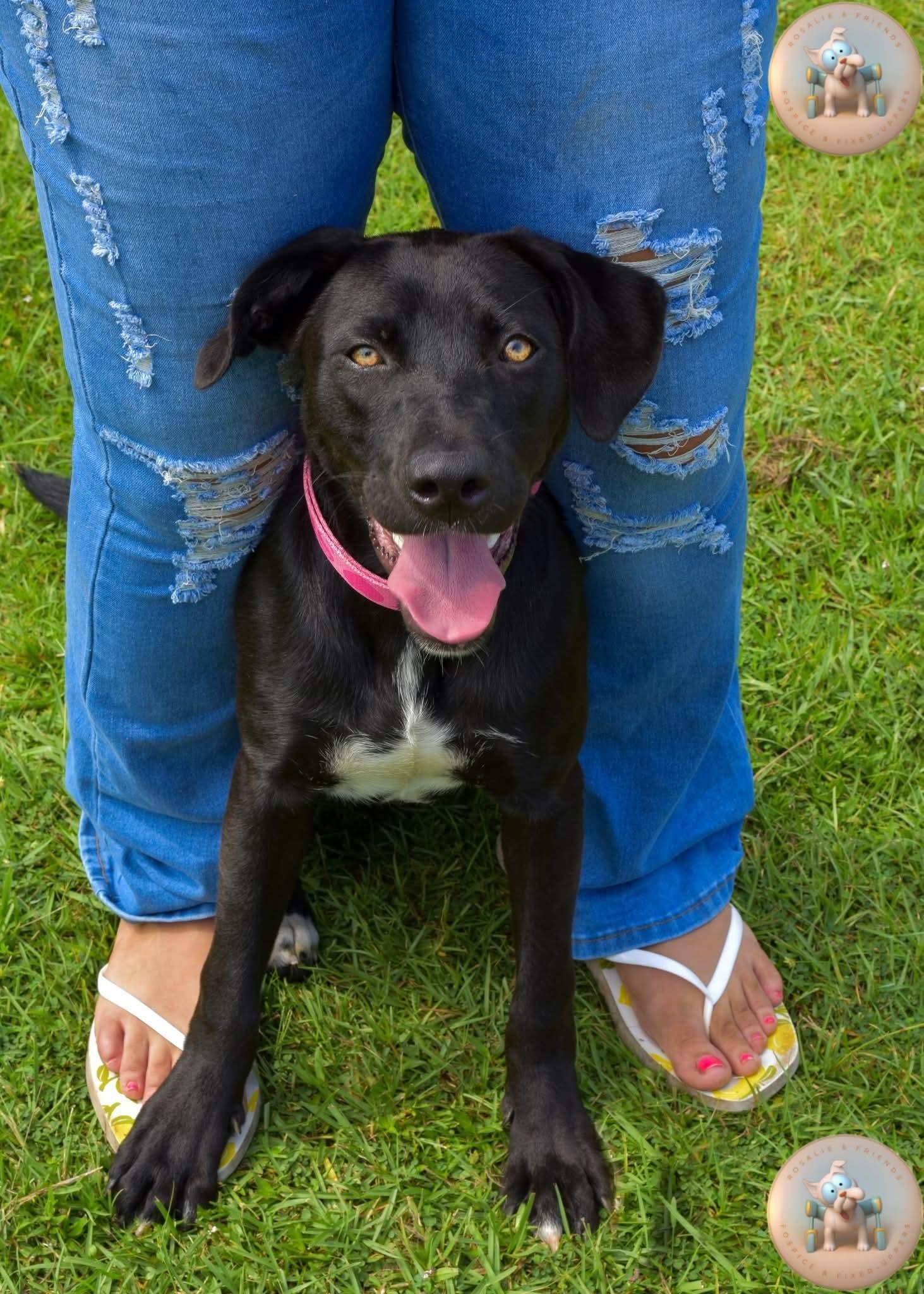 Enlarge Hattie, an adoptable mixed breed in Milton, FL image 1/2