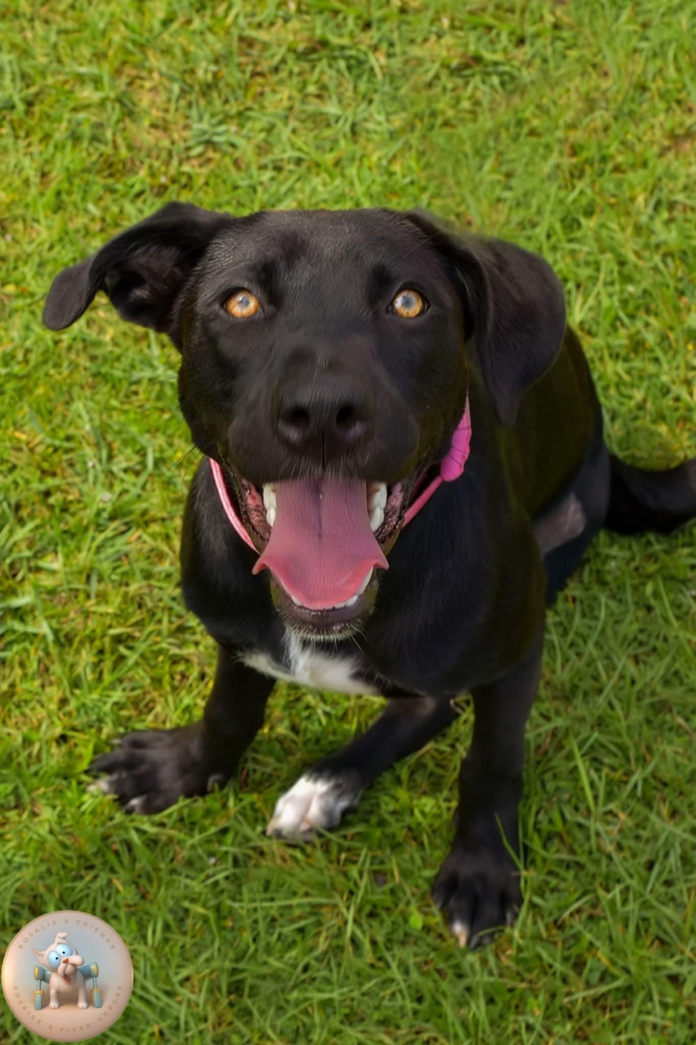 Enlarge Hattie, an adoptable mixed breed in Milton, FL image 2/2