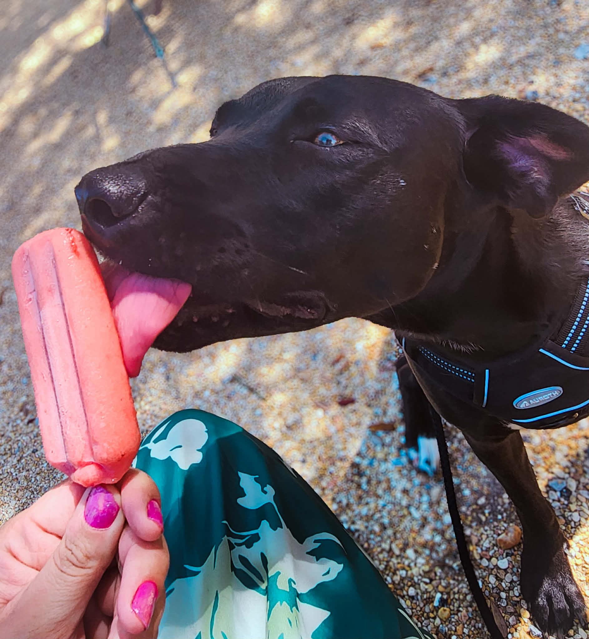 Hattie, an adoptable mixed breed in Milton, FL image 5/6