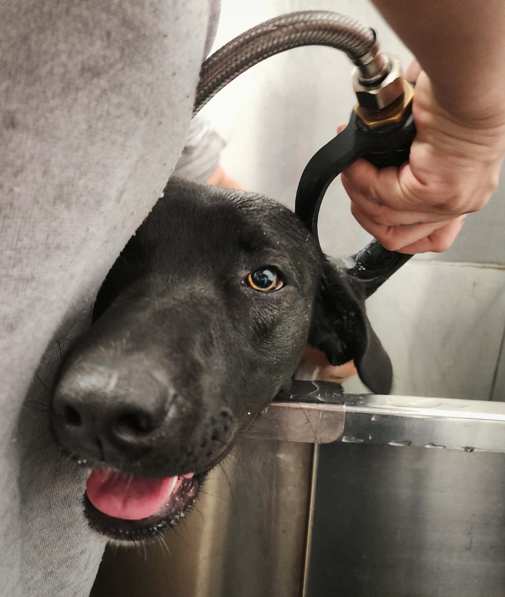 Hattie, an adoptable mixed breed in Milton, FL image 4/6