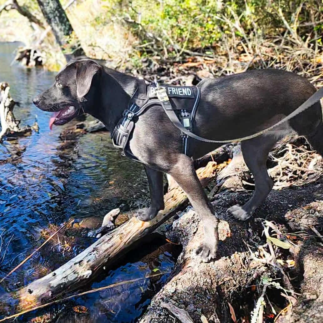Enlarge Hattie, an adoptable mixed breed in Milton, FL image 2/2