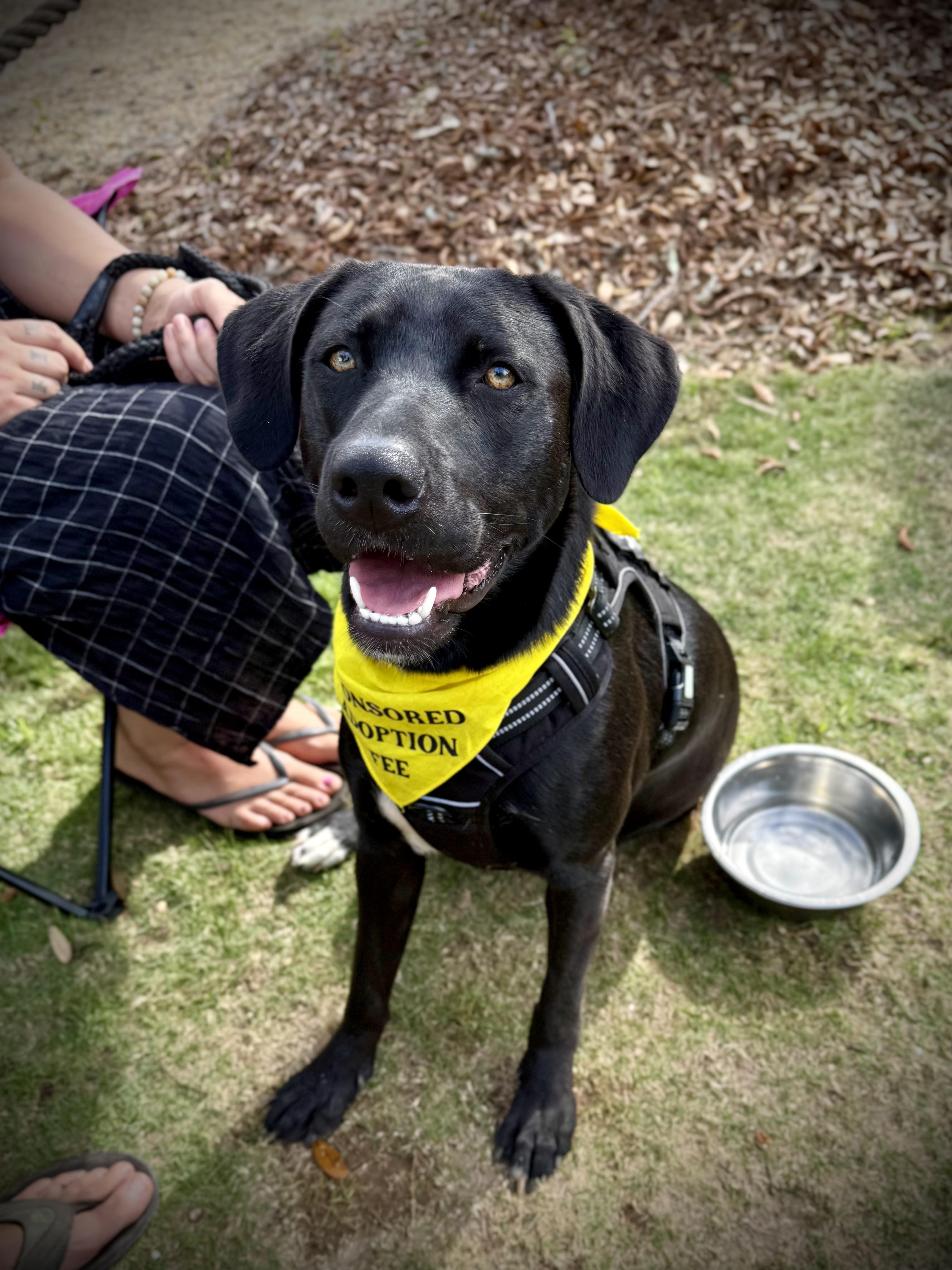 Hattie, adoptable, Young Female Labrador Retriever.