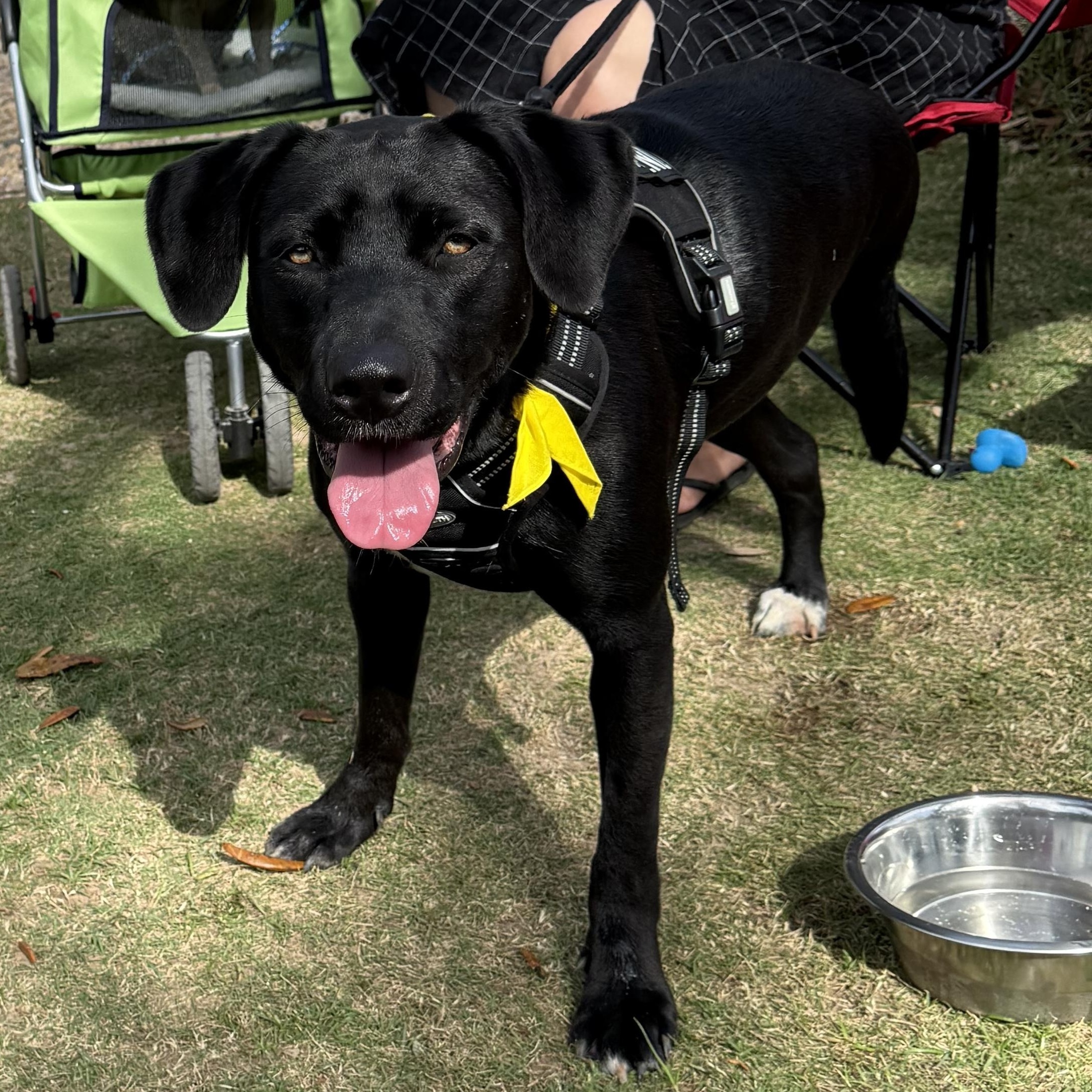 Enlarge Hattie, an adoptable mixed breed in Milton, FL image 4/4