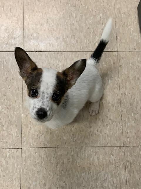 Brady, ADOPTABLE, Puppy Male Corgi & Chihuahua.