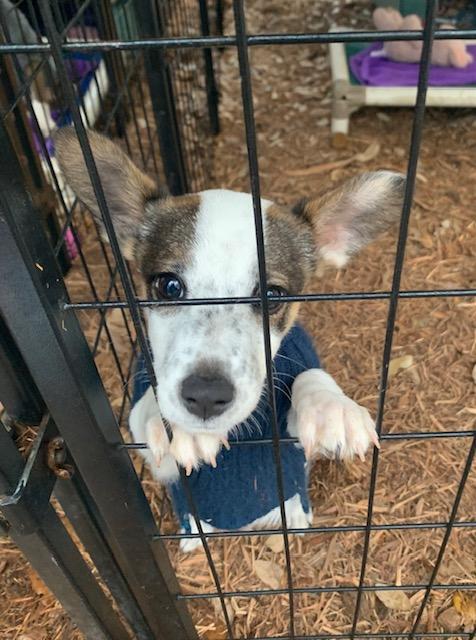 Enlarge Brady, a ADOPTABLE mixed breed in Fair Oaks Ranch, TX image 5/5
