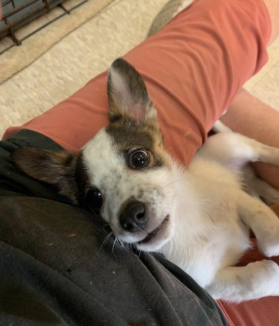 Enlarge Brady, a ADOPTABLE mixed breed in Fair Oaks Ranch, TX image 3/5