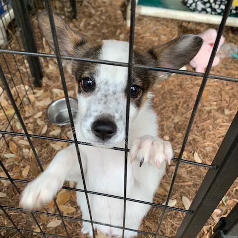 Enlarge Brady, a ADOPTABLE mixed breed in Fair Oaks Ranch, TX image 2/5