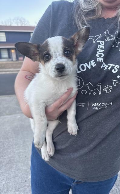 Enlarge Brady, a ADOPTABLE mixed breed in Fair Oaks Ranch, TX image 4/5