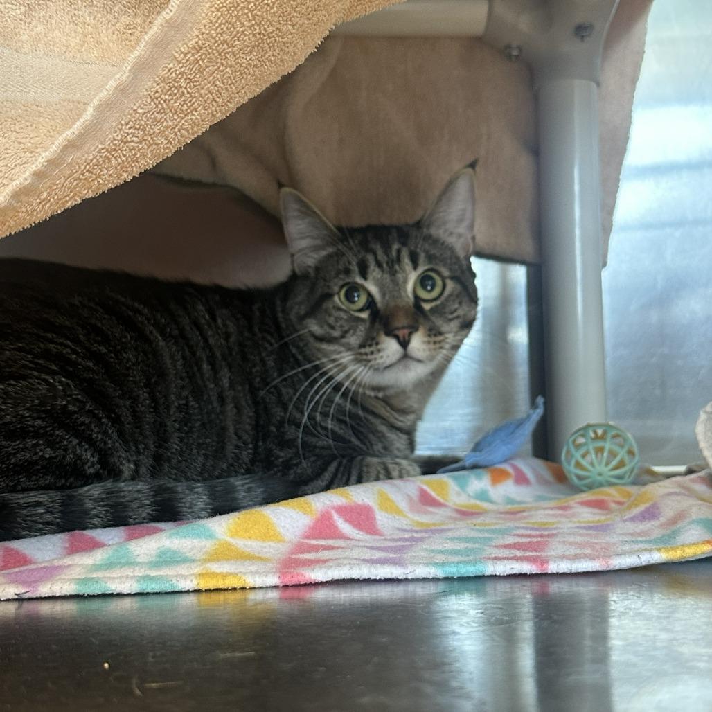 Ollie, Adoptable, Adult Male Domestic Medium Hair.