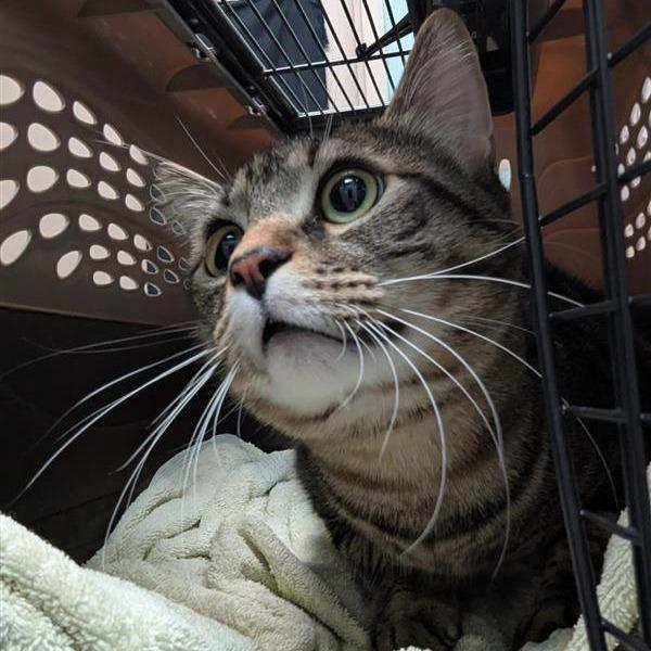 Enlarge Ollie, a Adoptable Domestic Medium Hair in Tacoma, WA image 2/2