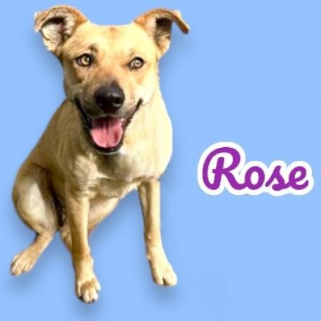 Rose, a Adoptable mixed breed in Scottsdale, AZ image 1/3