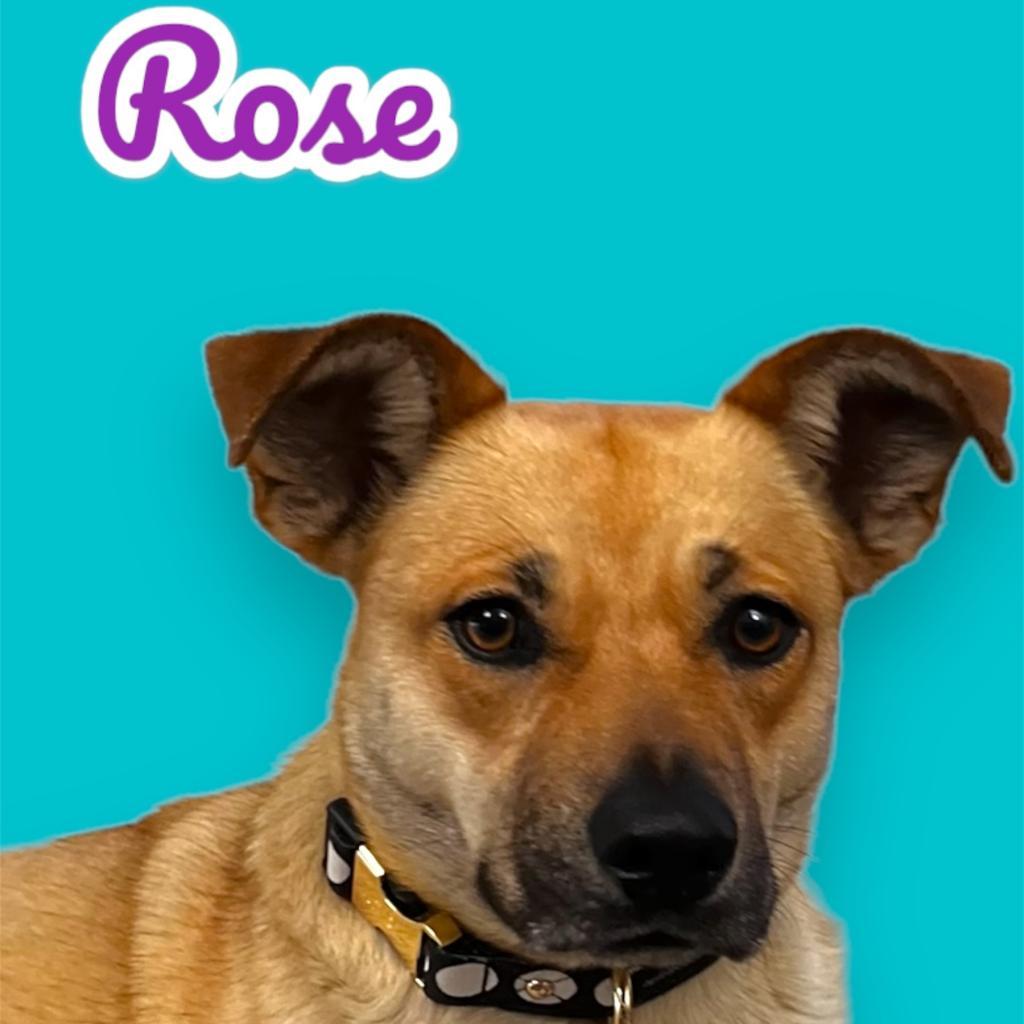 Rose, a Adoptable mixed breed in Scottsdale, AZ image 2/3