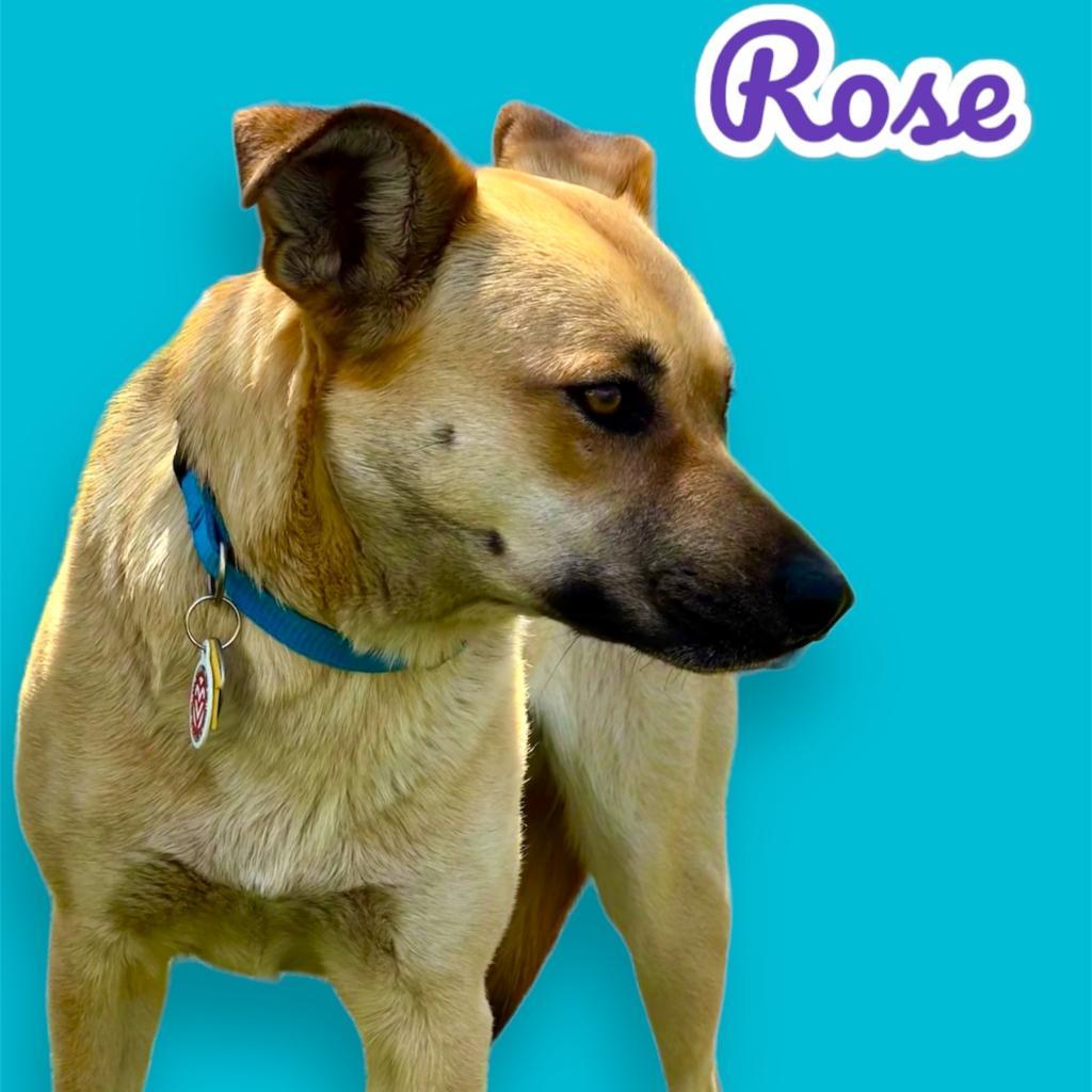Rose, a Adoptable mixed breed in Scottsdale, AZ image 3/3