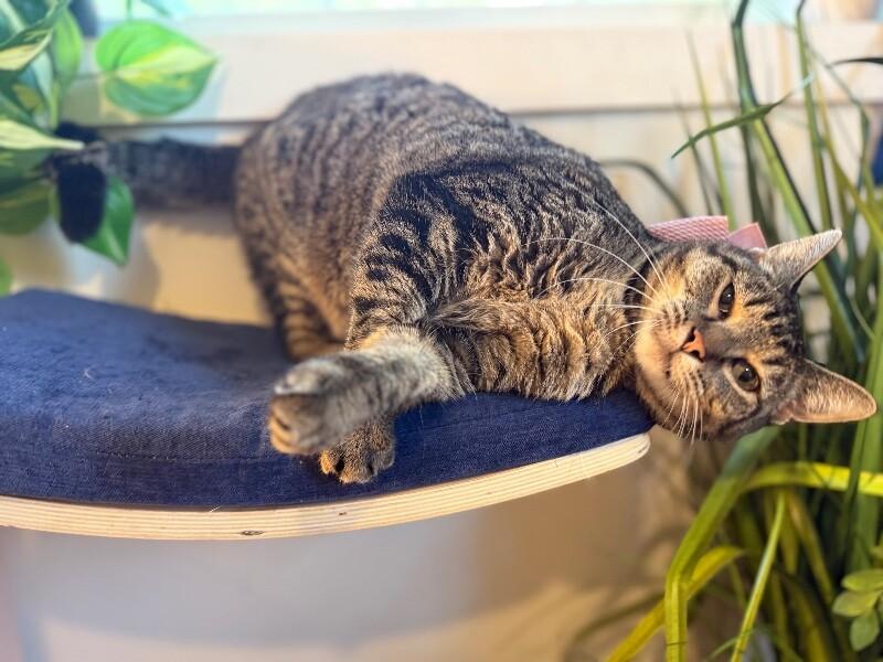 Faith the Love Bug — thumbnail 2