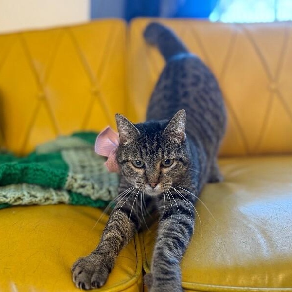 Faith the Love Bug — thumbnail 5