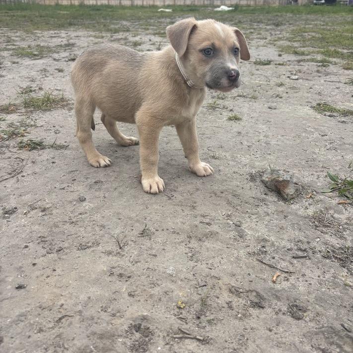 Rico, Adoptable, Puppy Female Labrador Retriever.