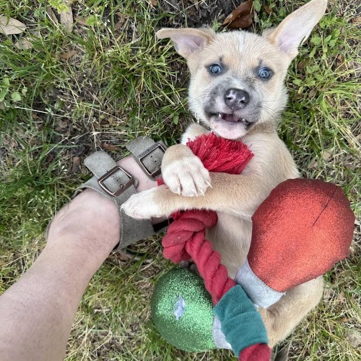 Enlarge Rico, a Adoptable mixed breed in North Charleston, SC image 2/4