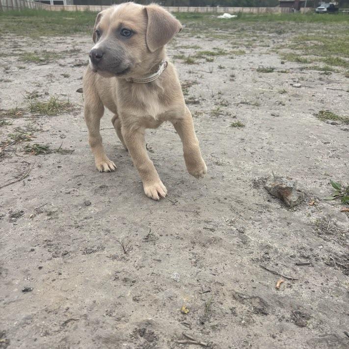 Enlarge Rico, a Adoptable mixed breed in North Charleston, SC image 3/4