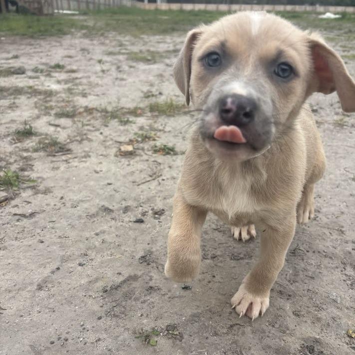 Enlarge Rico, a Adoptable mixed breed in North Charleston, SC image 4/4