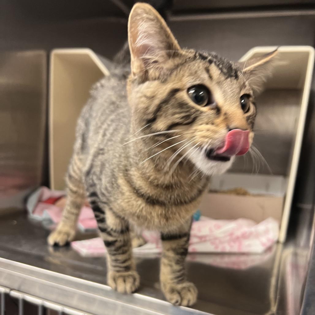 Gremlin, Adoptable, Young Male Domestic Short Hair.