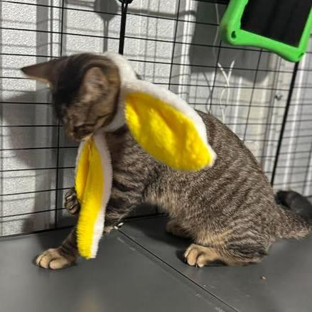 Gremlin, a Adoptable mixed breed in Amarillo, TX image 2/6