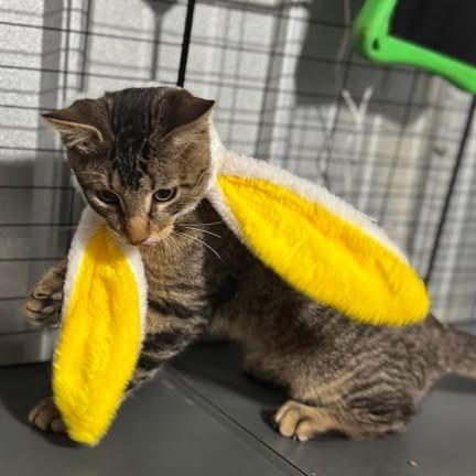 Gremlin, a Adoptable mixed breed in Amarillo, TX image 3/6