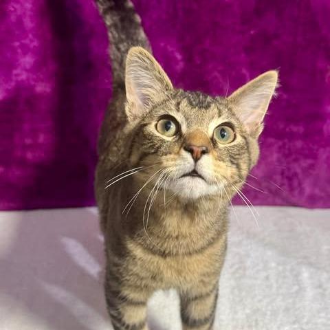 Gremlin, a Adoptable mixed breed in Amarillo, TX image 4/6