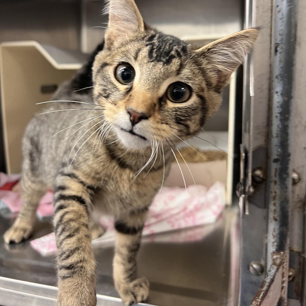 Gremlin, a Adoptable mixed breed in Amarillo, TX image 5/6