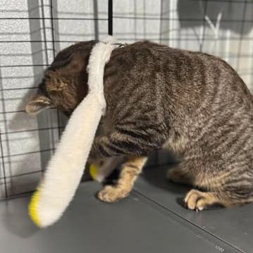 Gremlin, a Adoptable mixed breed in Amarillo, TX image 6/6