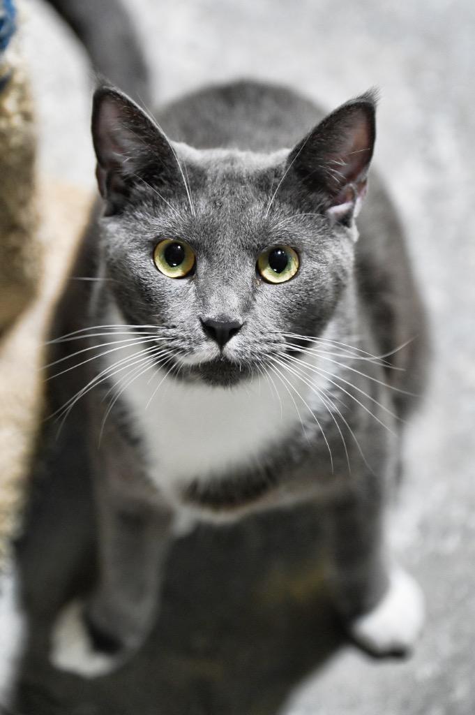 Mustachio, Adoptable, Young Male Domestic Short Hair.