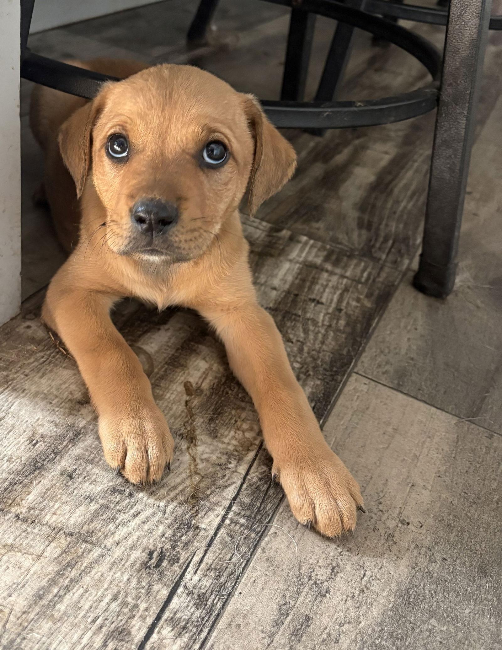 Cedar, Adoptable, Puppy Female Mixed Breed.