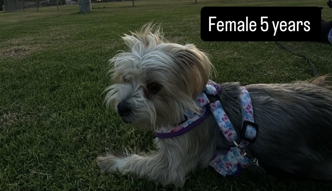 Enlarge Nala available for adoption, an adopted Yorkshire Terrier in Tustin, CA image 2/2