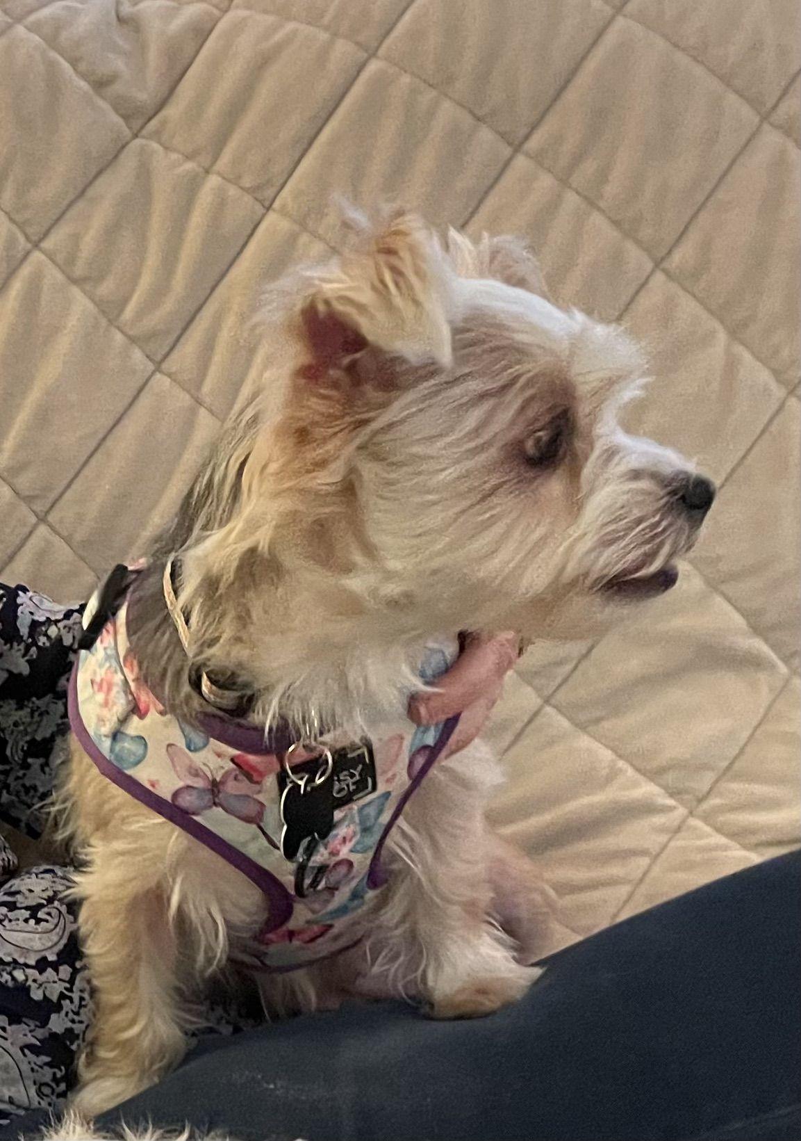 Enlarge Nala available for adoption, an adopted Yorkshire Terrier in Tustin, CA image 1/2