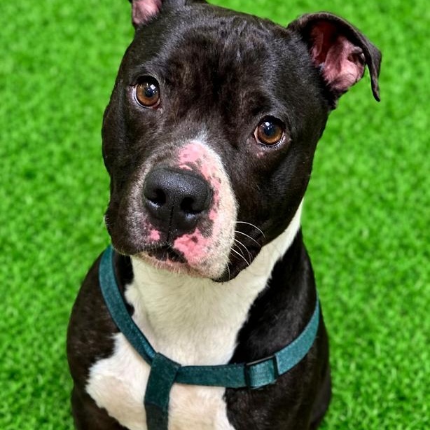 Martin, ADOPTABLE, Young Male Pit Bull Terrier.