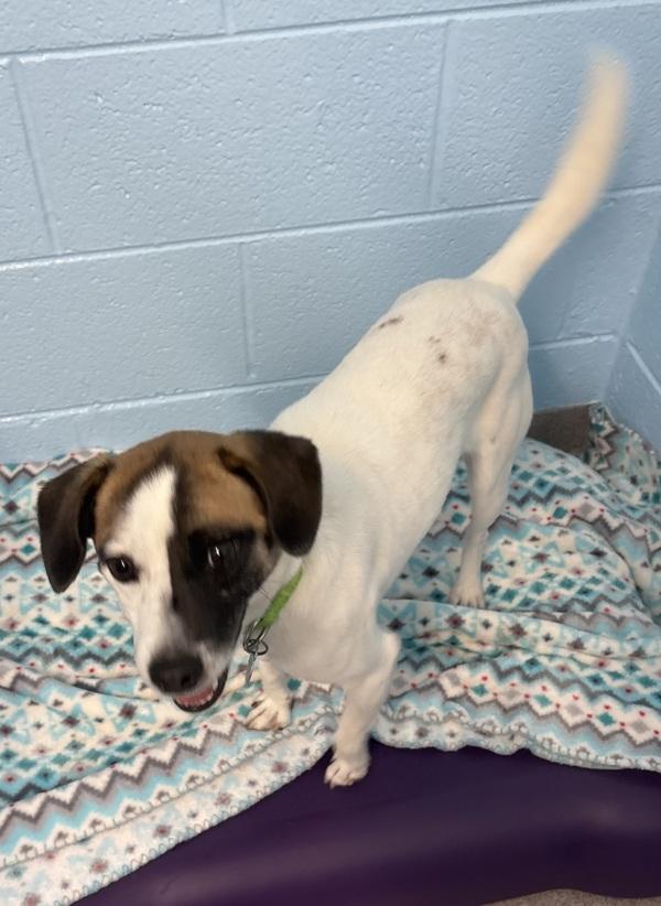Enlarge Persimmon, a Adoptable mixed breed in Roanoke, VA image 1/1