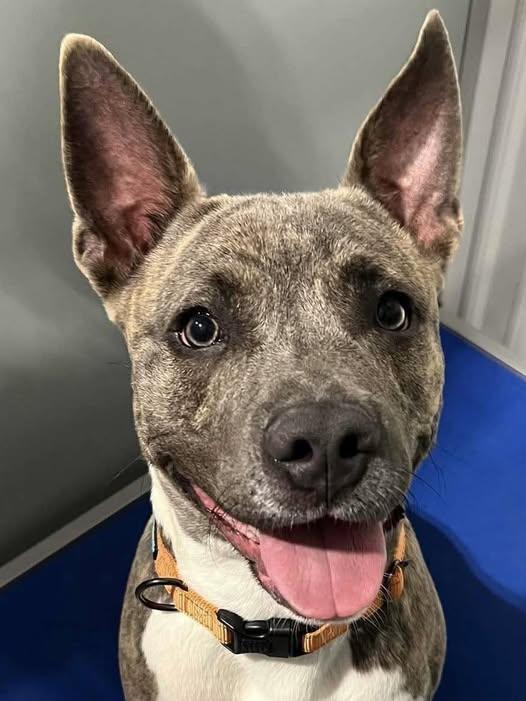 Enlarge Bensen, a ADOPTABLE Mixed Breed in Davenport, IA image 1/1