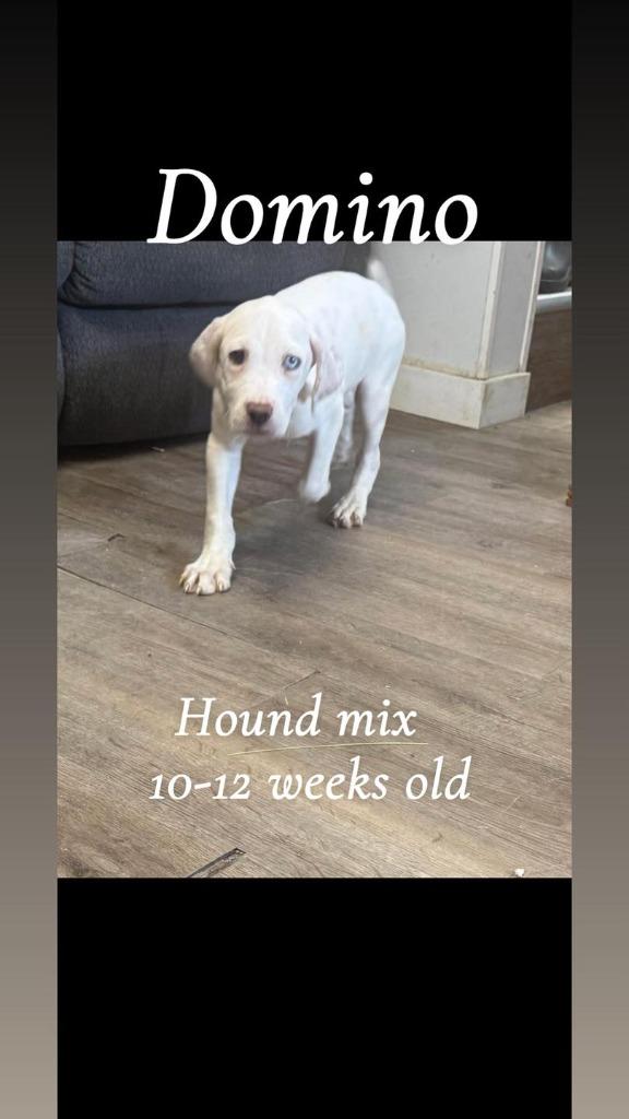 Enlarge Domino, a Adopted Hound in Winchester, IN image 1/1