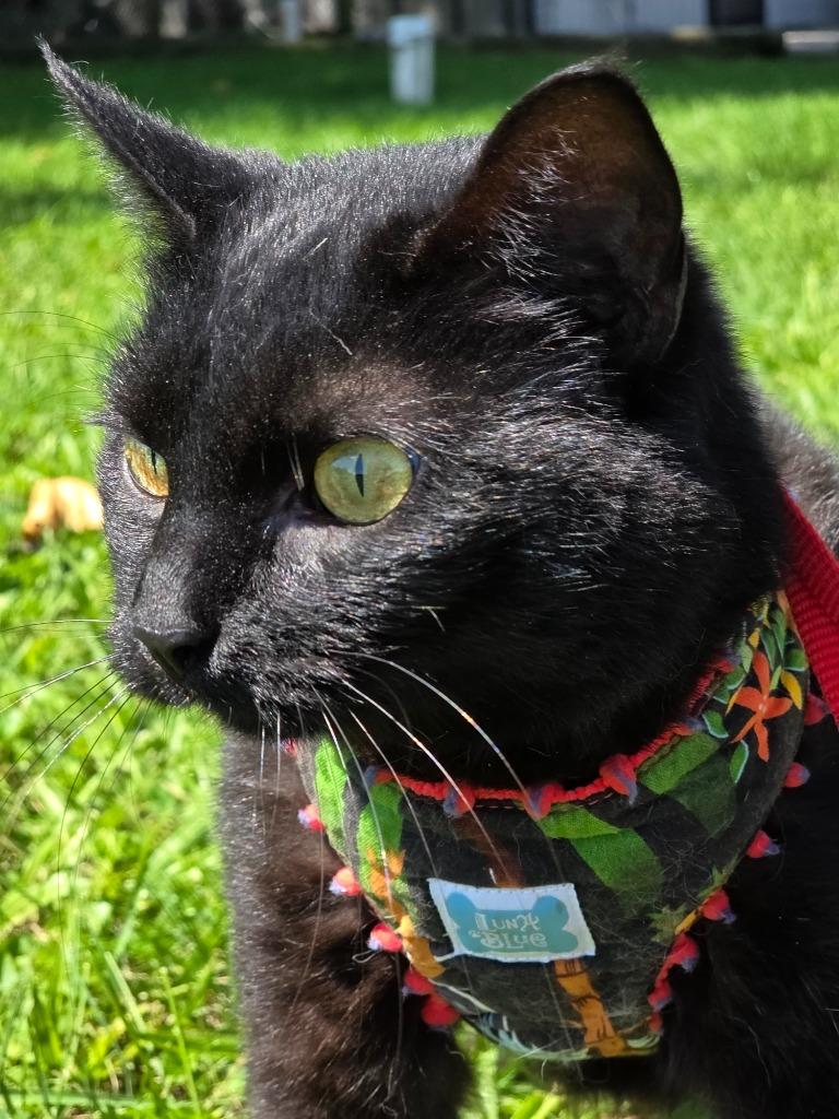 Sally, Adoptable, Adult Female Domestic Short Hair.