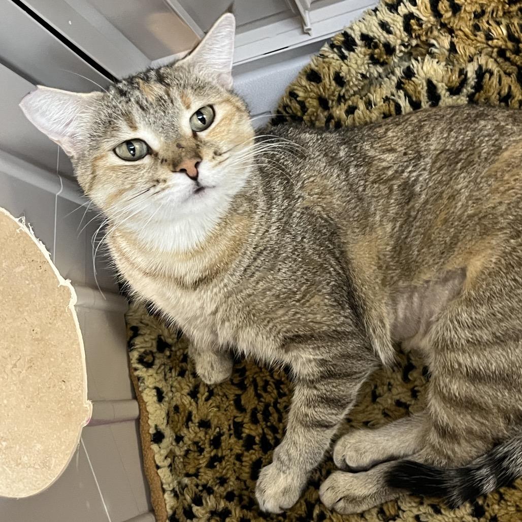 Elf, Adoptable, Adult Female Domestic Short Hair.