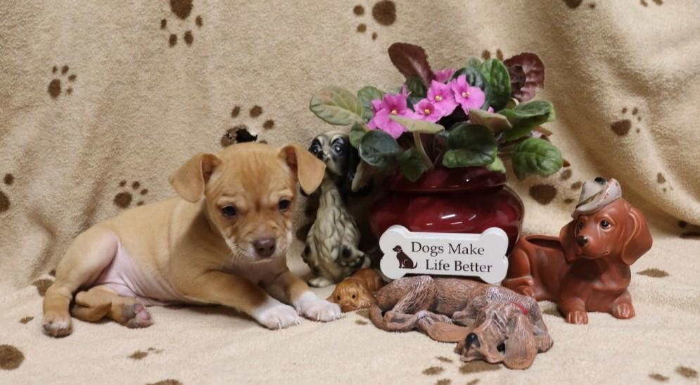 Enlarge Rudolf, a ADOPTABLE mixed breed in Windsor, CT image 1/5