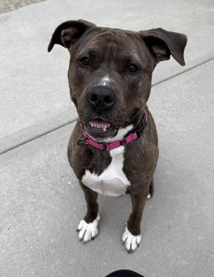 Lola, Adoptable, Puppy Female American Bulldog & Mixed Breed.