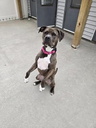 Lola, a Adoptable mixed breed in East Brookfield, MA image 2/3