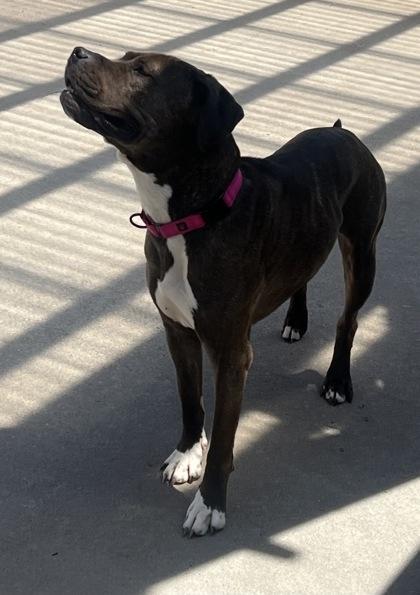 Lola, a Adoptable mixed breed in East Brookfield, MA image 3/3