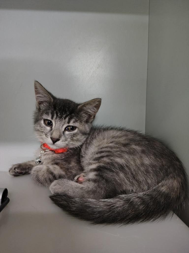 Nona, Adoptable, Kitten Female Domestic Short Hair.
