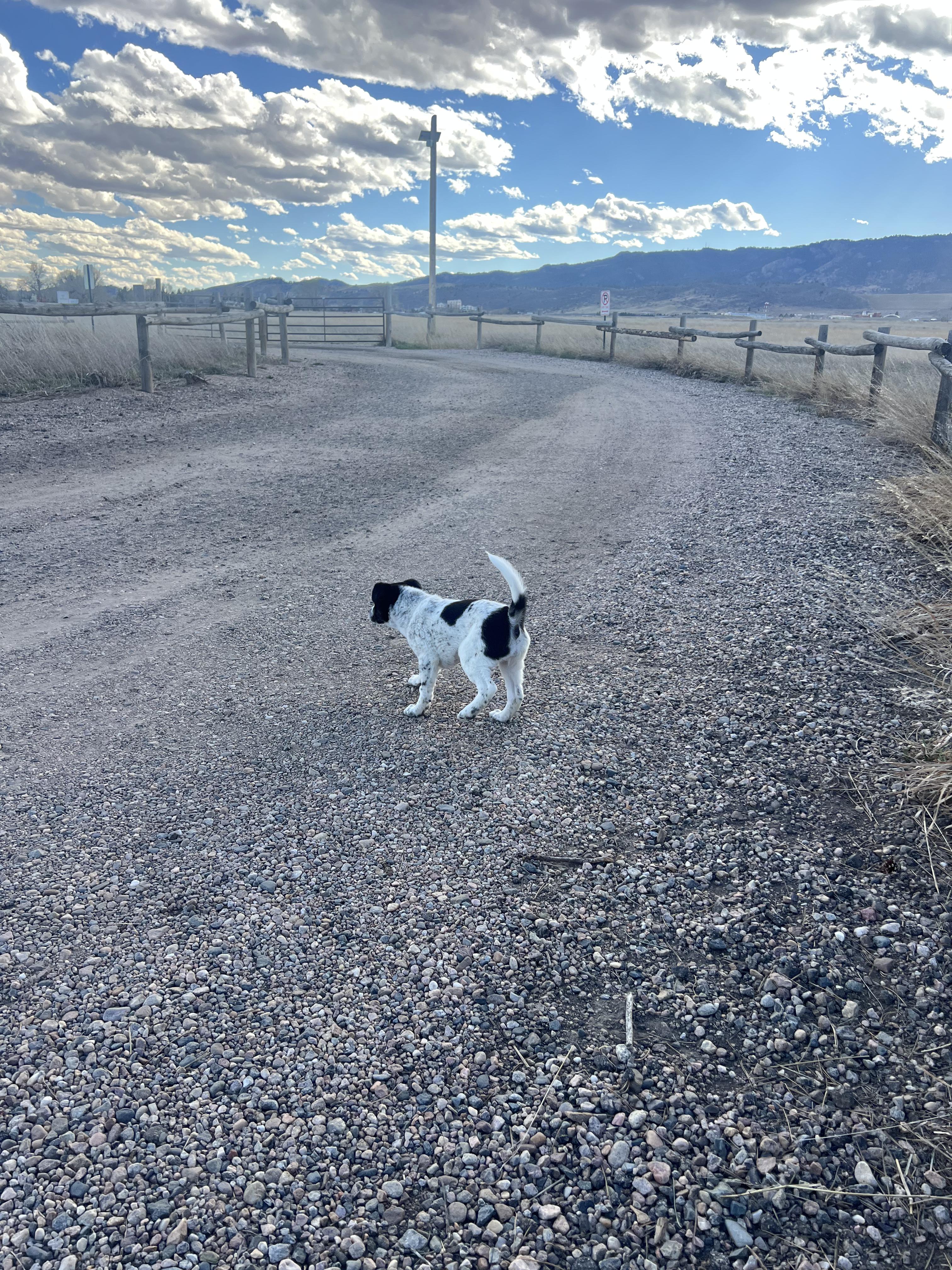 Enlarge Rachel, a Adoptable mixed breed in Fort Collins, CO image 4/6