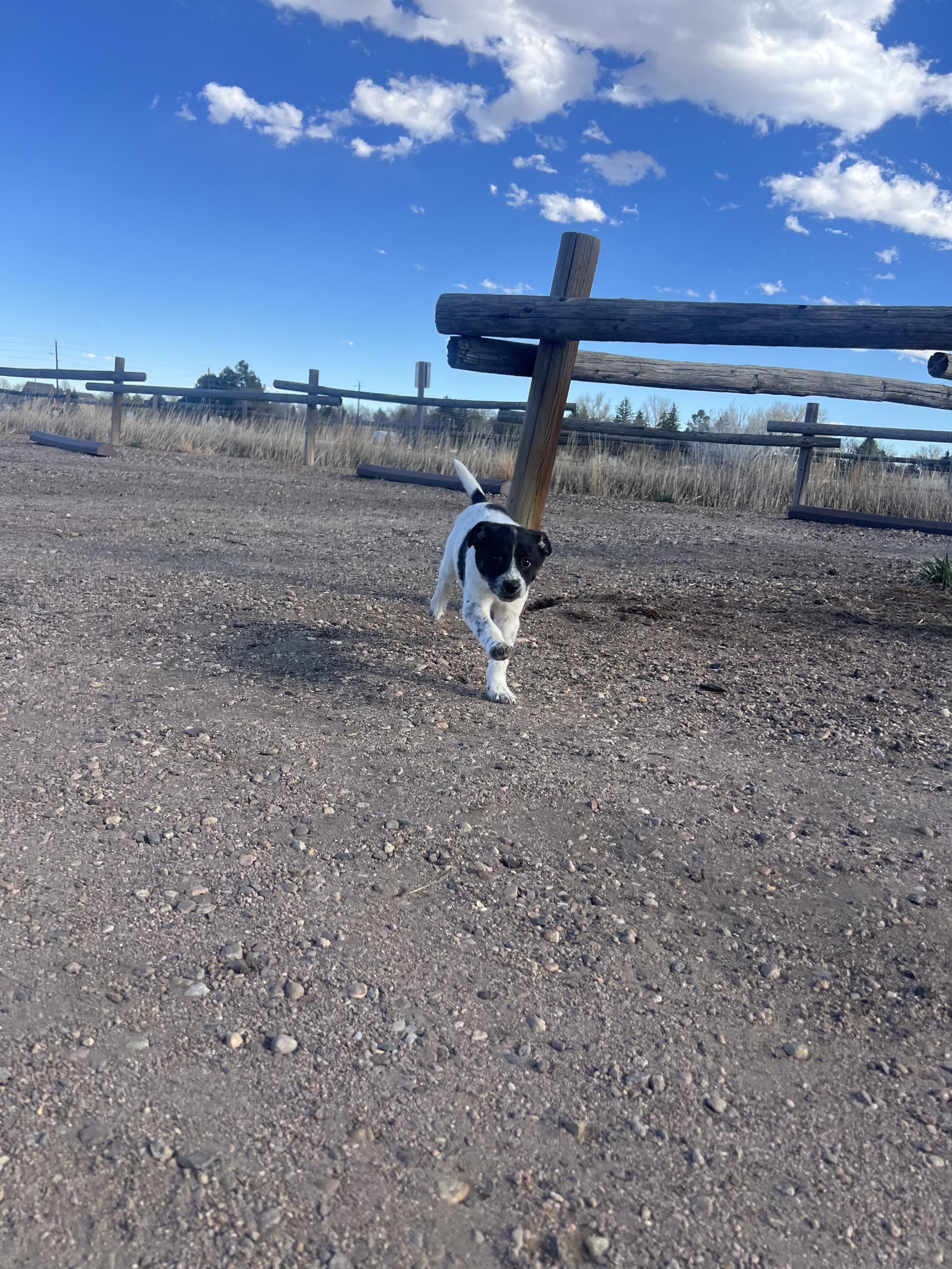 Enlarge Rachel, a Adoptable mixed breed in Fort Collins, CO image 5/6