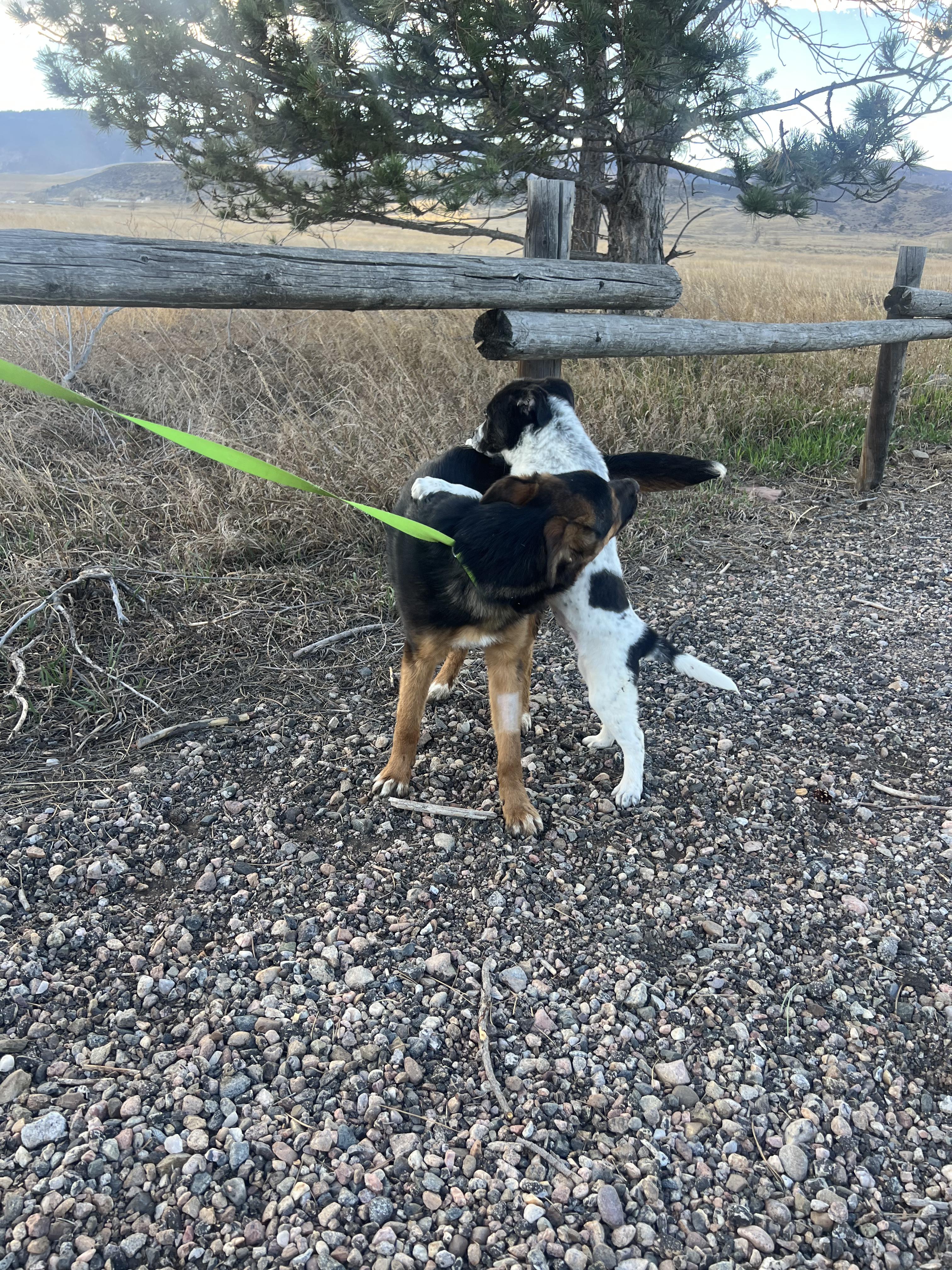 Enlarge Rachel, a Adoptable mixed breed in Fort Collins, CO image 6/6