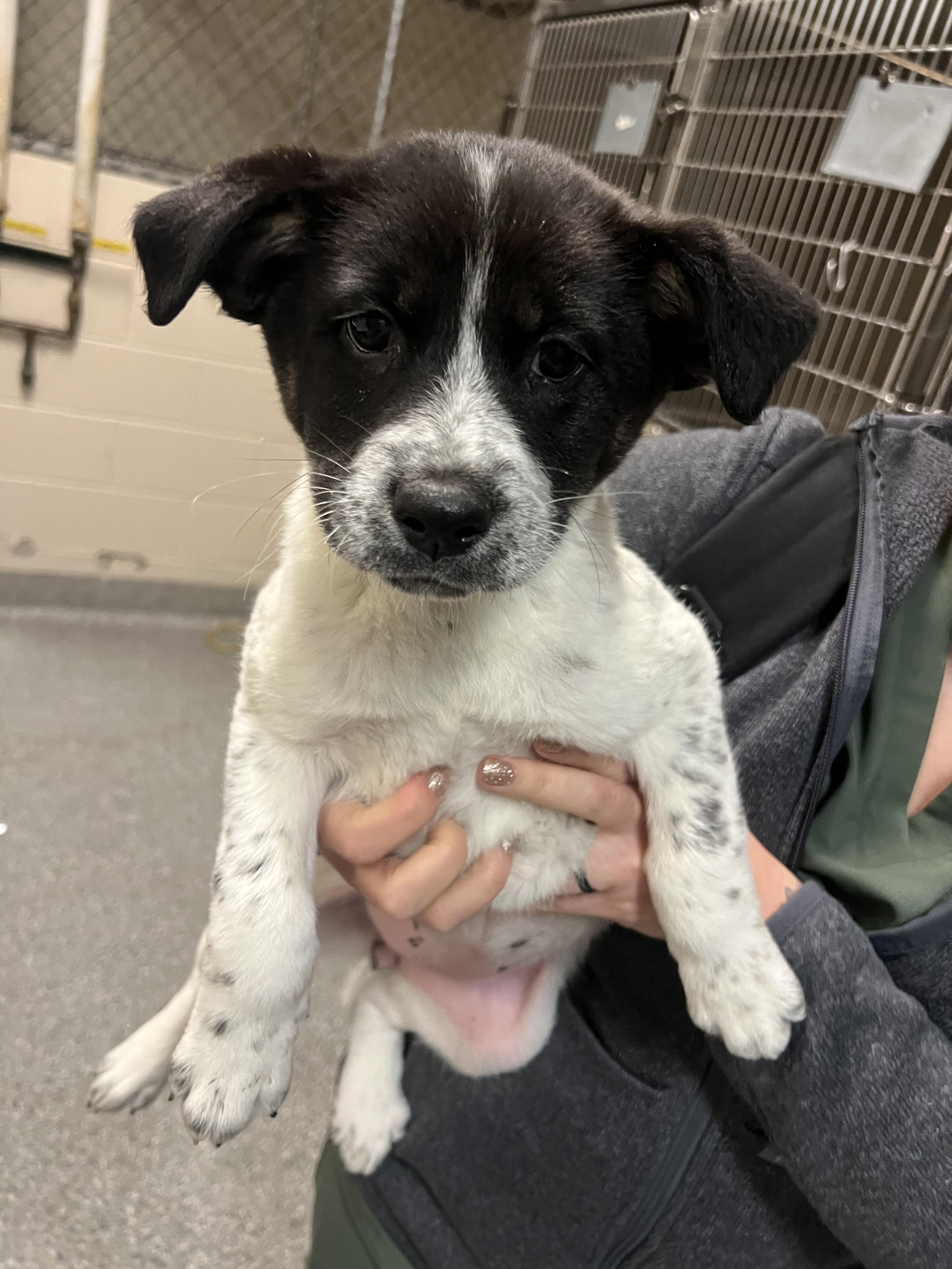 Enlarge Rachel, a Adoptable mixed breed in Fort Collins, CO image 2/6