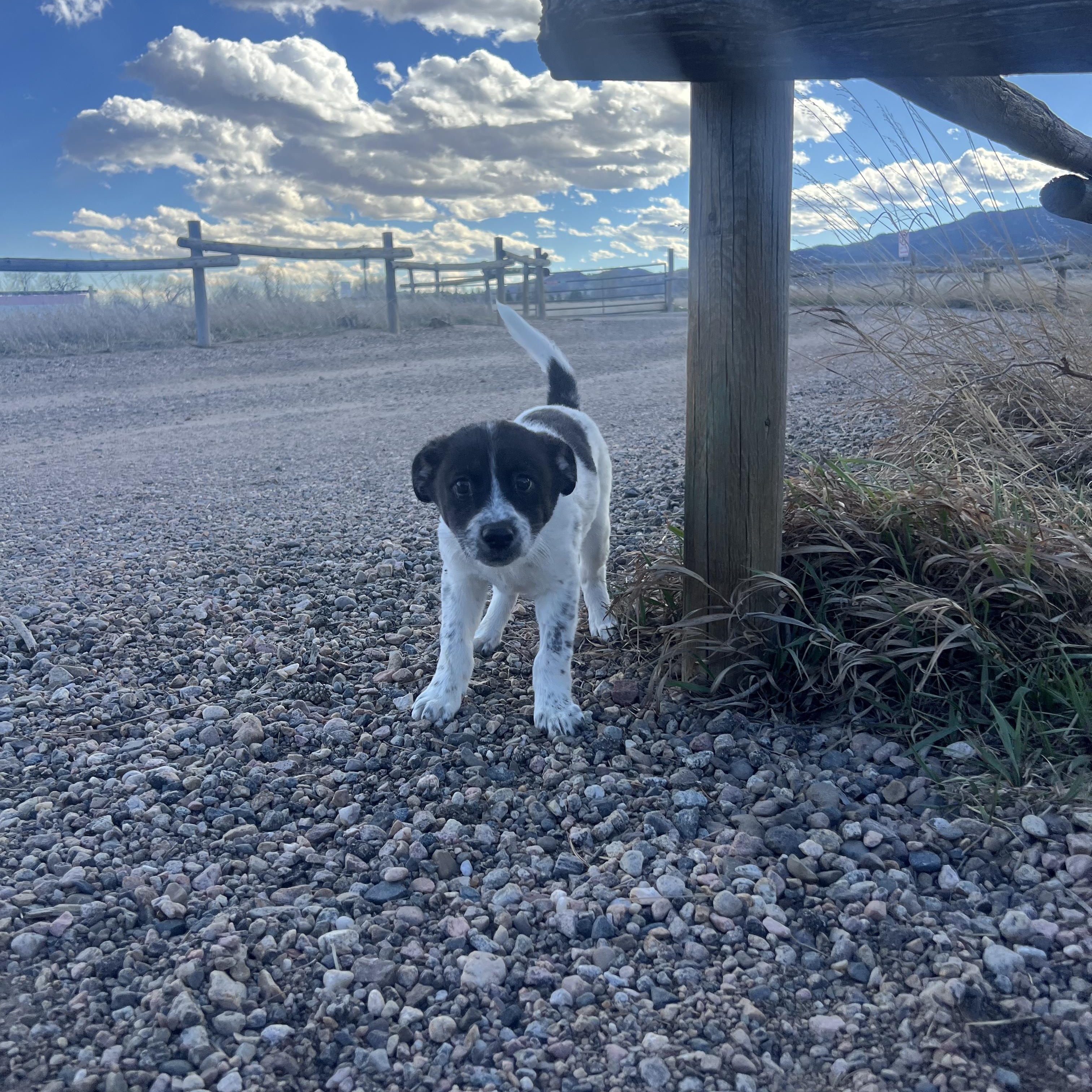 Rachel, Adoptable, Puppy Female Australian Cattle Dog / Blue Heeler & Australian Shepherd.