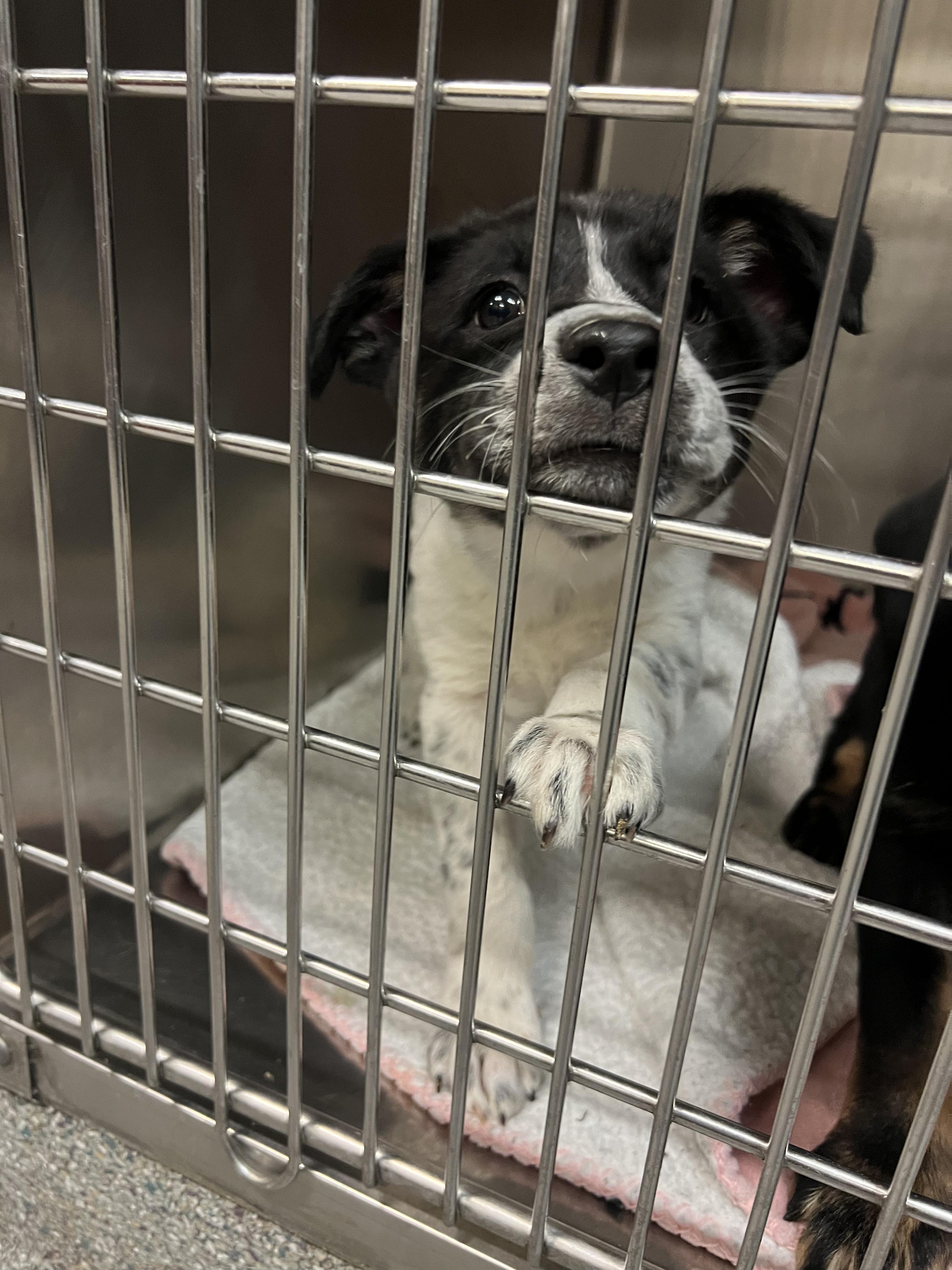 Enlarge Rachel, a Adoptable mixed breed in Fort Collins, CO image 3/6